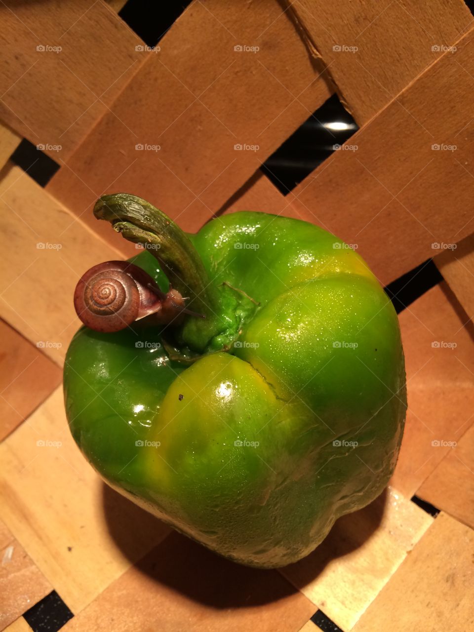 Pepper snail 