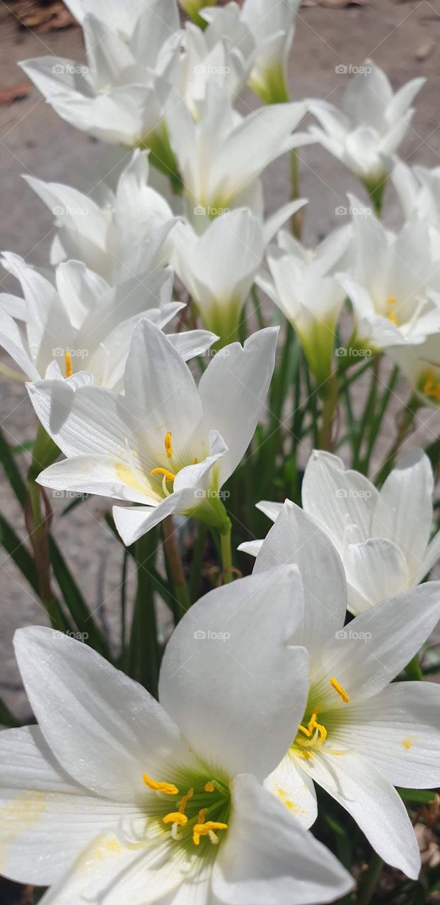 beautiful white lily plant, soft and delicate