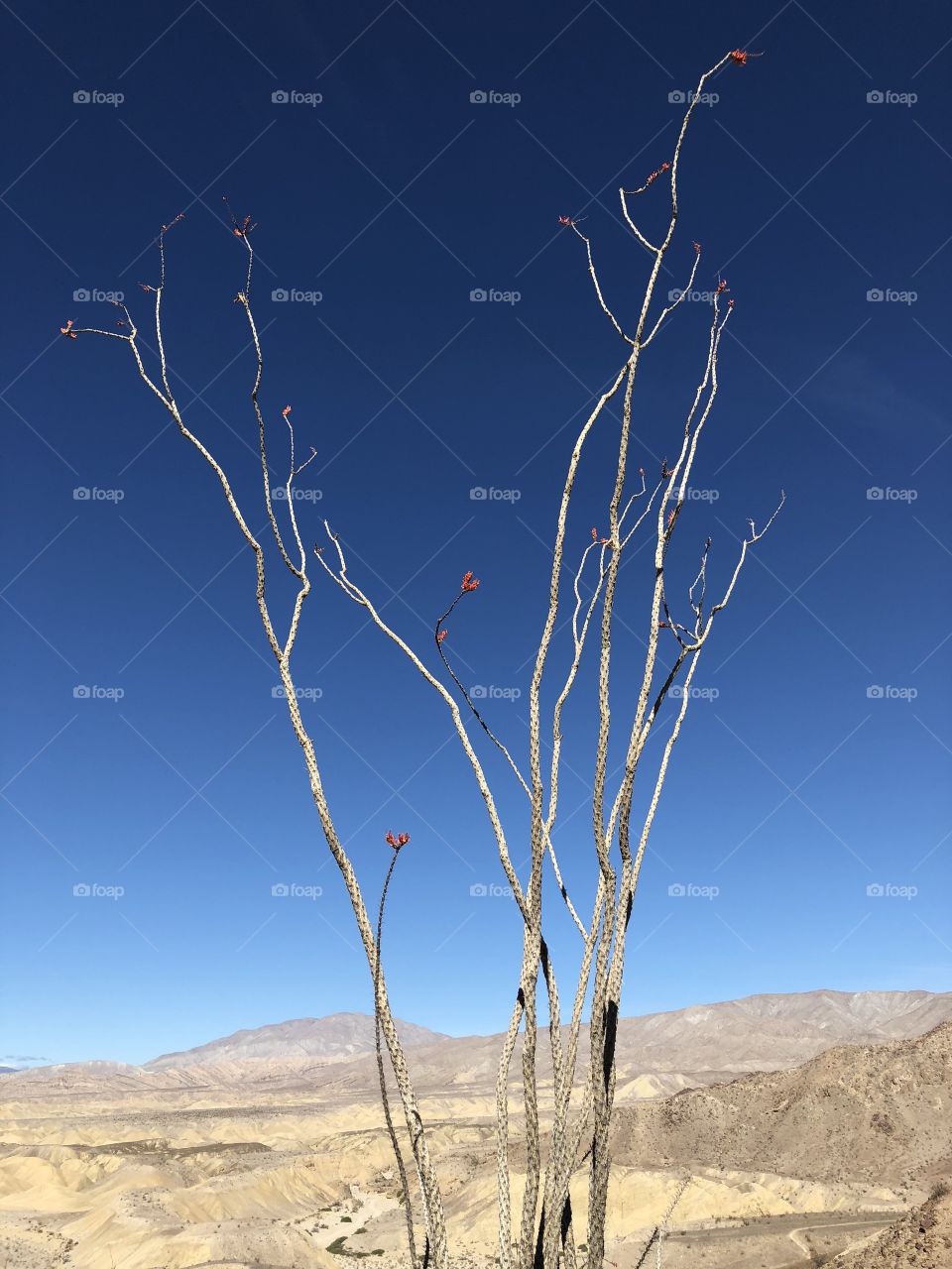 Flowering ocotillos fouquieria splendens amidst blue sky and arid Anza Borrego Desert Park