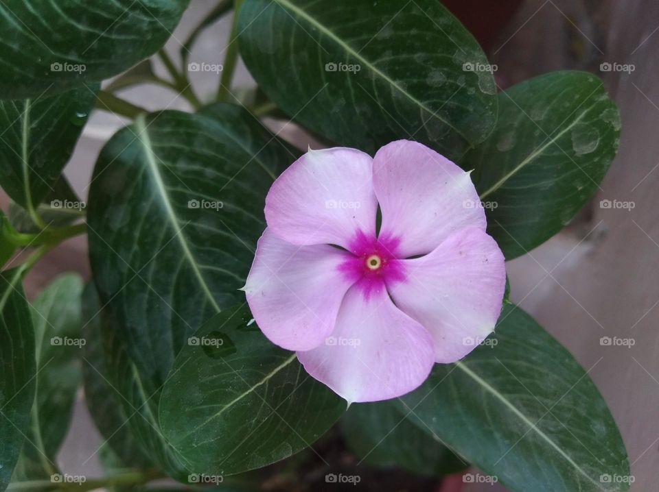 periwinkle pink flower fresh seasonal looking very beautiful generally found everywhere fresh seasonal