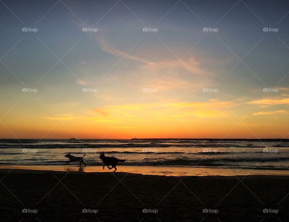 Dog Beach Sunset.