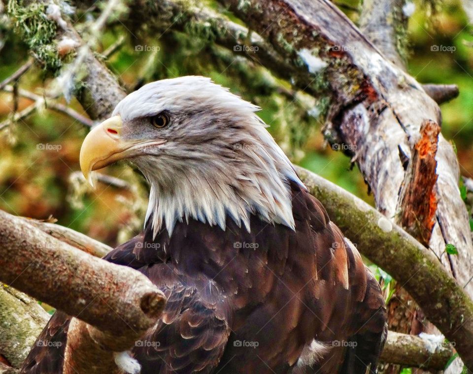 Proud American Bald Eagle. Profile Of a Bald Eagle