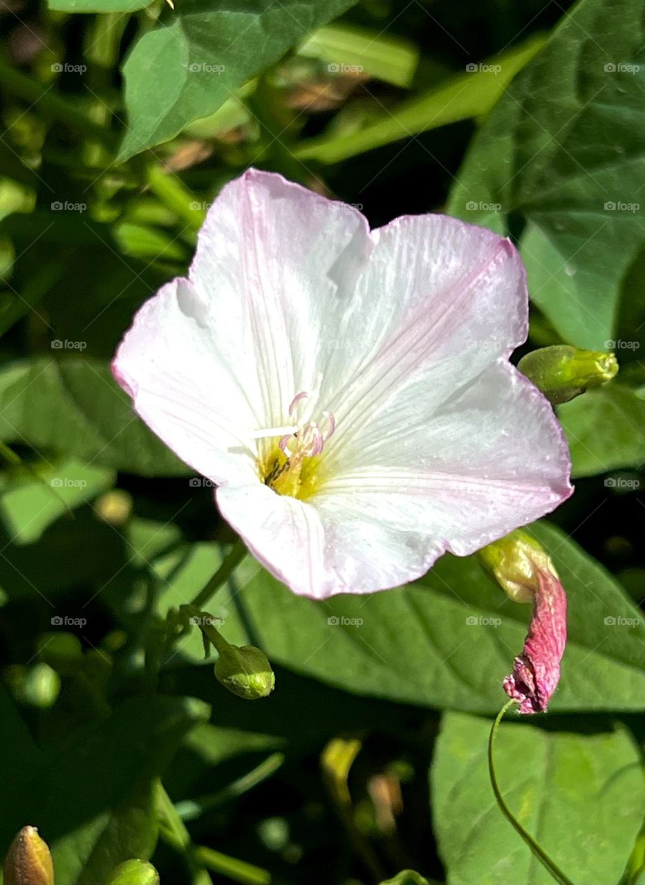 Field bindweed is a type of perennial herbaceous plant of the Convolvulaceae family with a climbing stem
