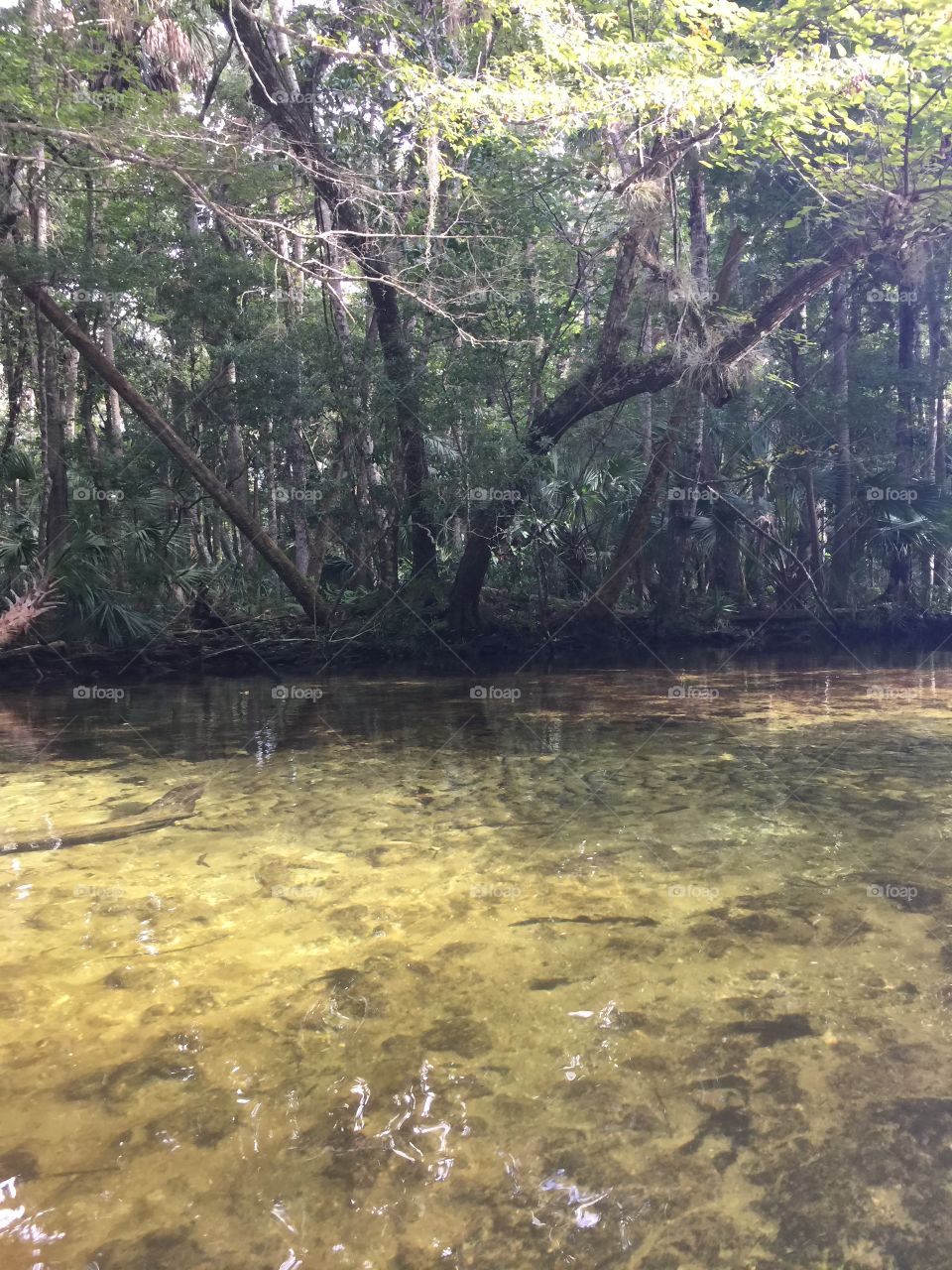 Swamp kayaking 