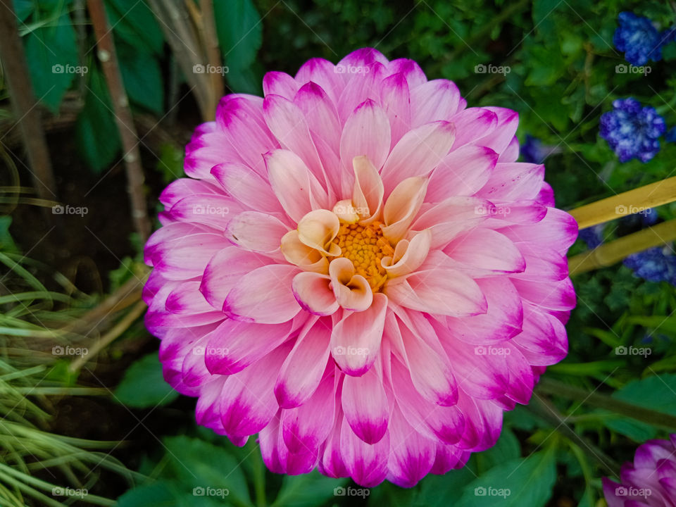 Full frame shot of a gradient pink colored flower