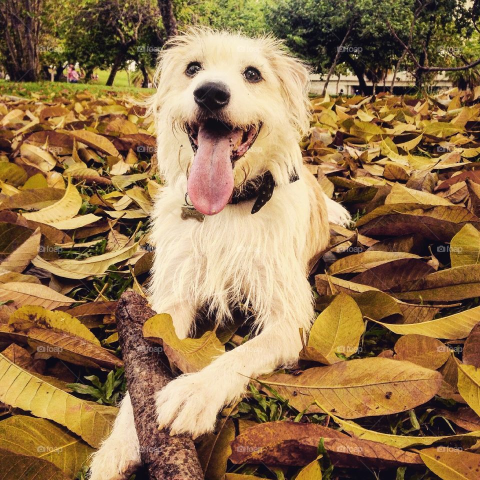 White dog relaxing  in a leaves floor