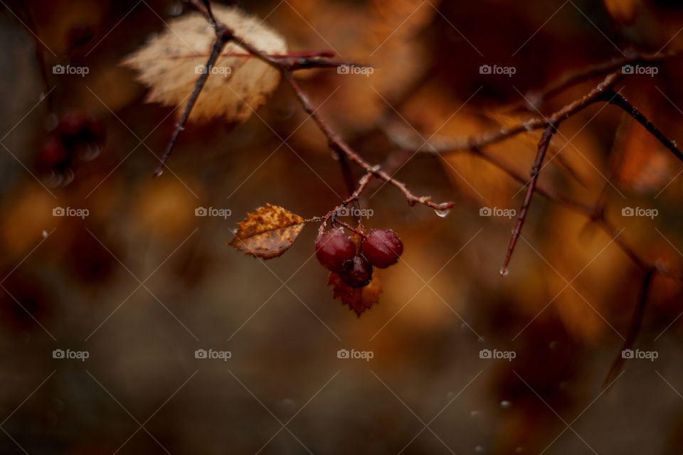 Autumn hawthorn berries macro photo