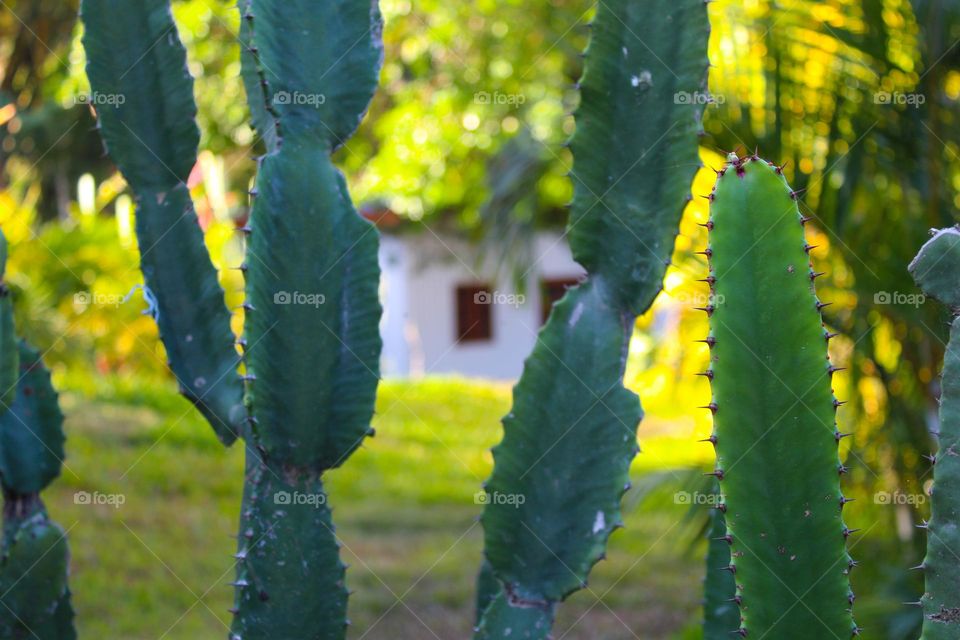 In the tropics,  cactus are used as a decoration for the service, and as a fence around the house