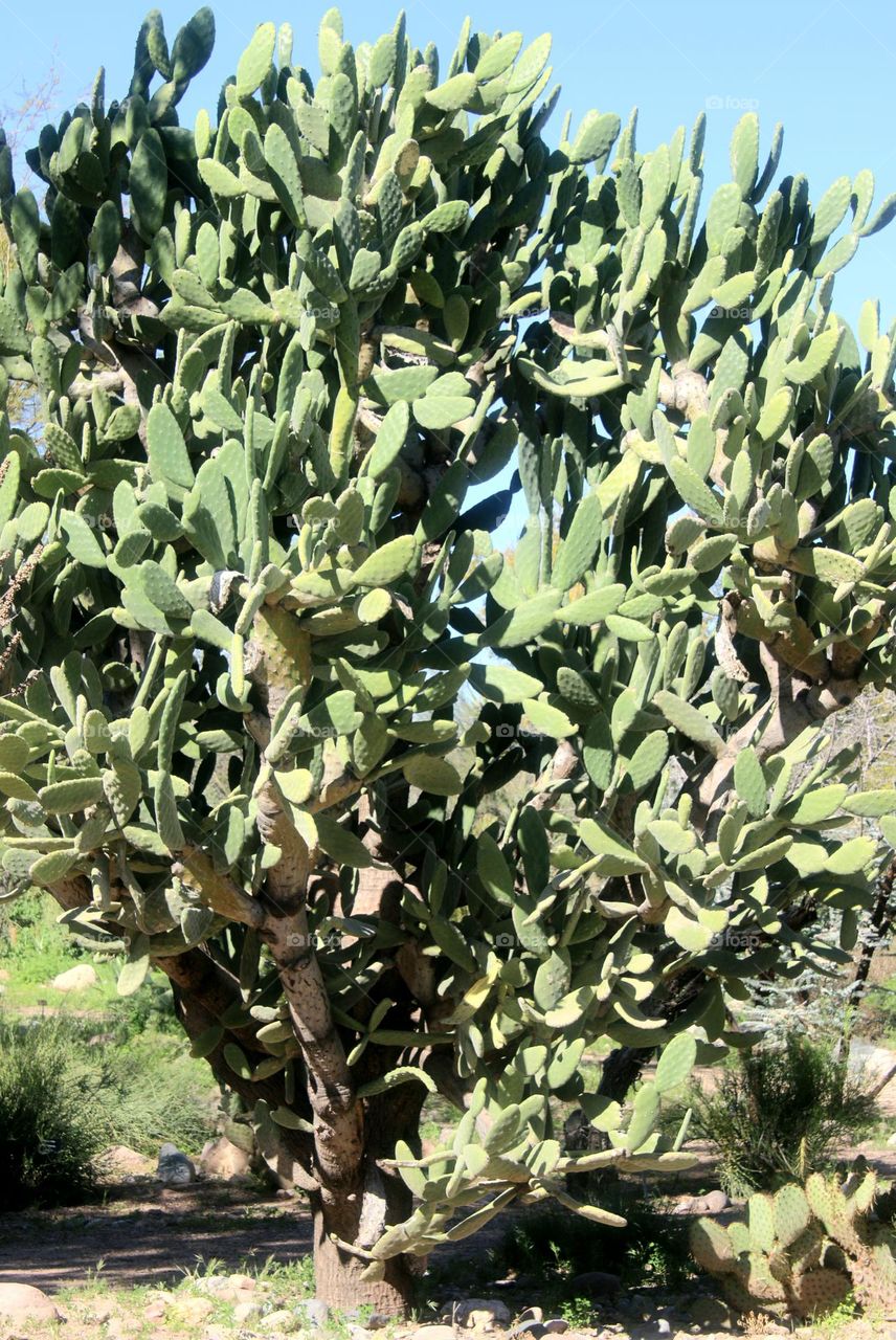 Cactus Tree from South America