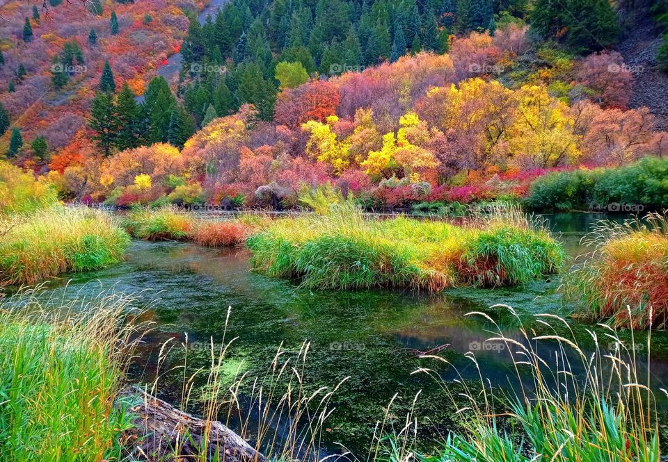 my favorite town fall foliage