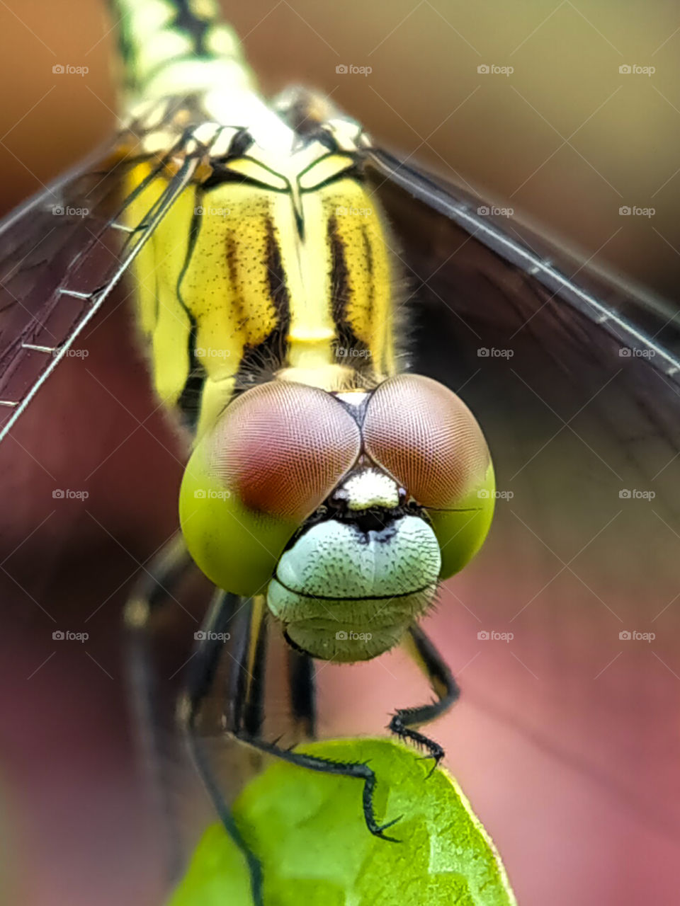 Close up photo of a yellow striped dragonfly. Those brown eyes are very tempting right?