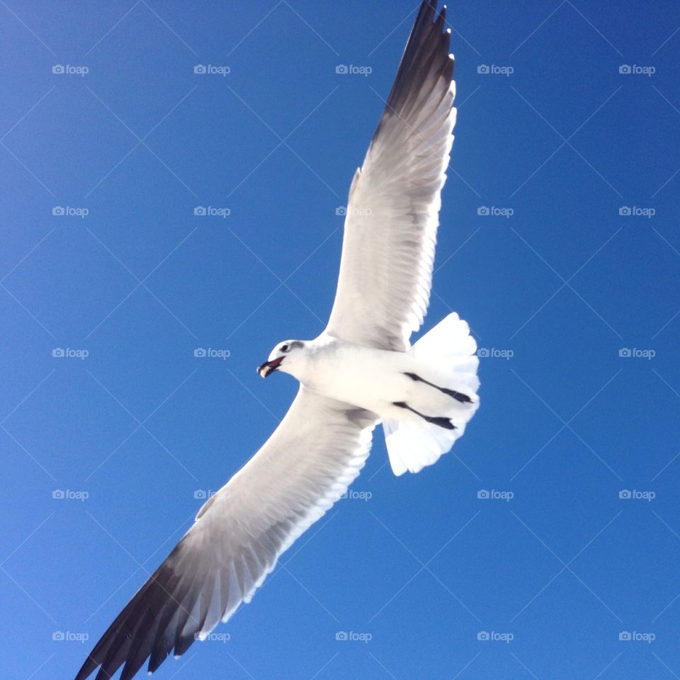 My seagull