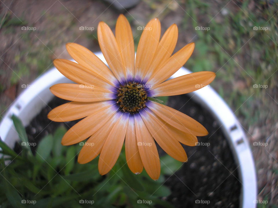 My favorite flower, orange symphony