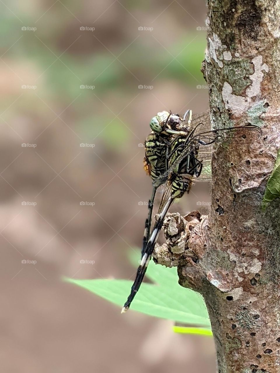 a dragonfly that is preying on other dragonflies