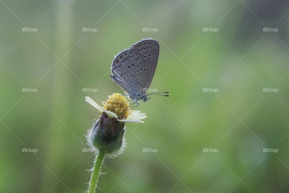 a little butterfly
pale grass blue