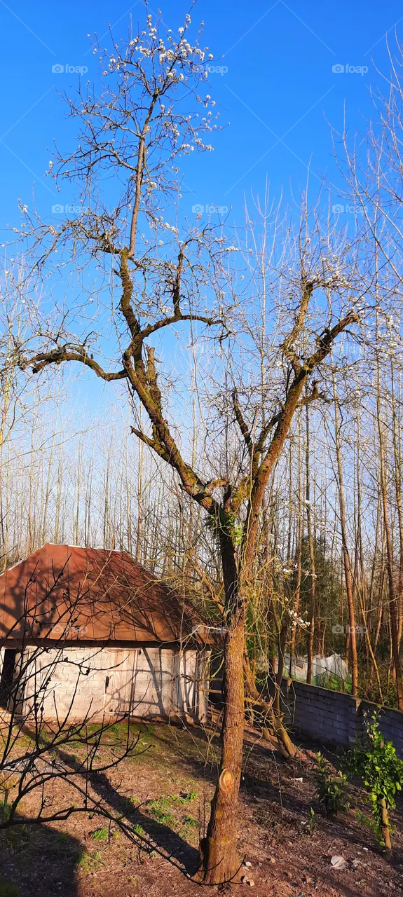 Old tree