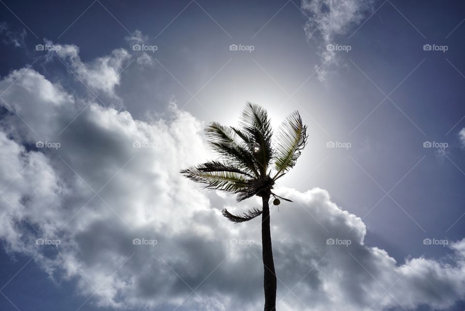 Palm Tree 

