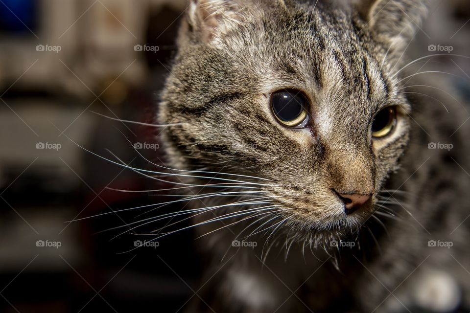 Close up cat portrait of big eyed tabby looking off to the side of the frame.