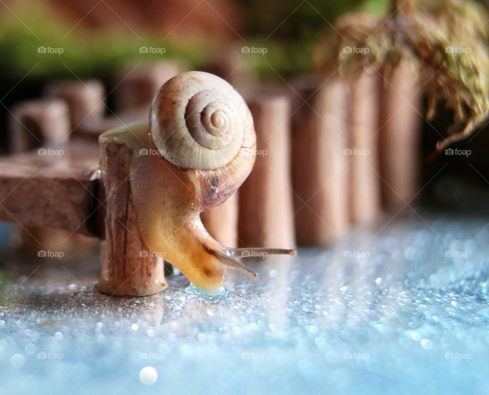 Snail drinks water