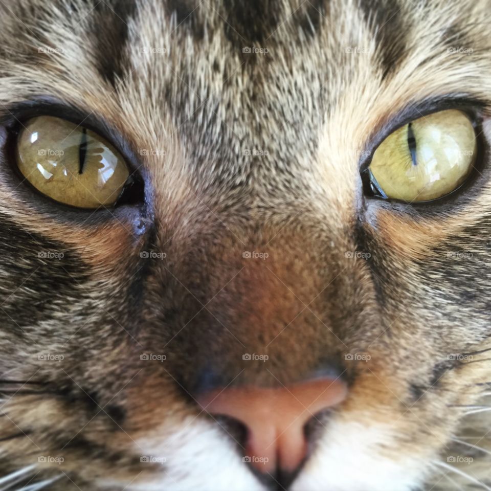 Cat eyes. Cat eyes