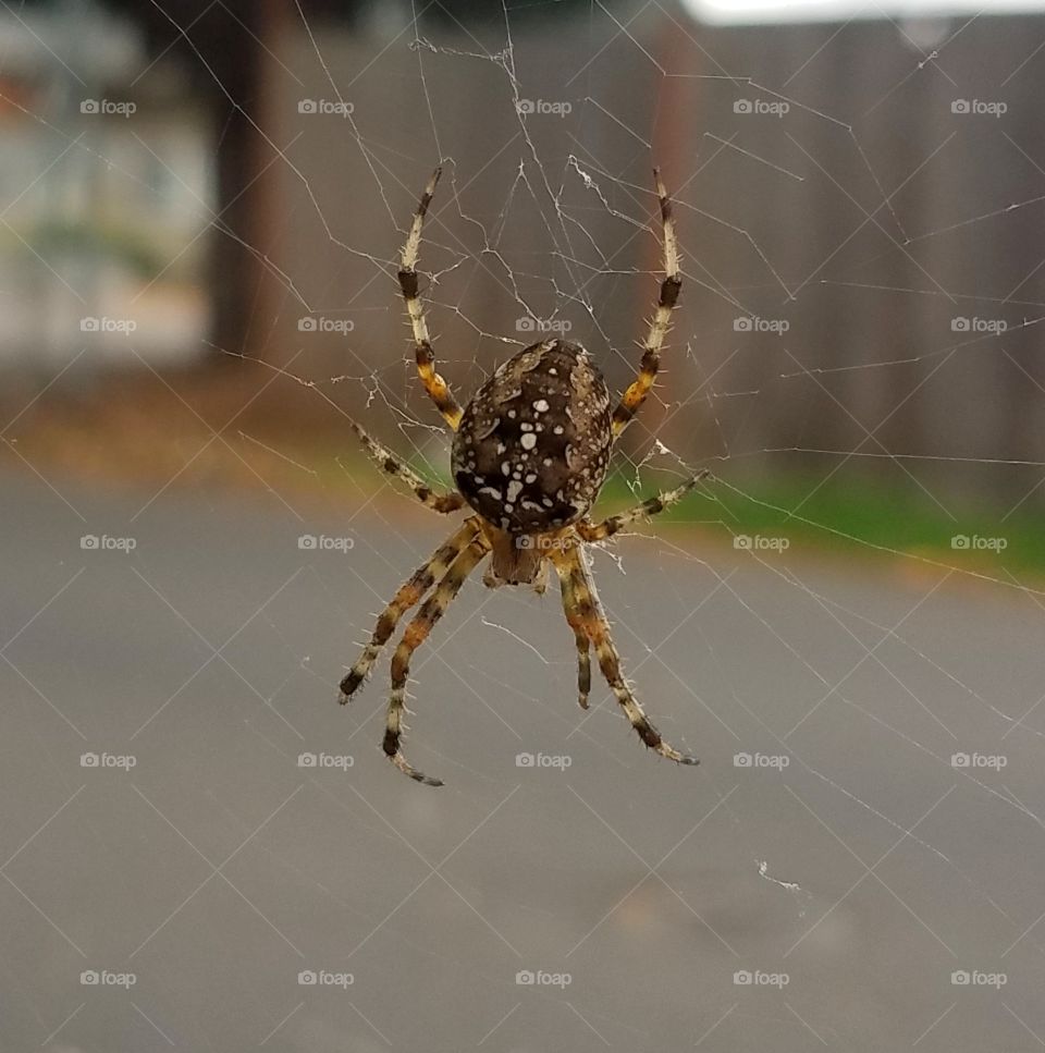 Spider