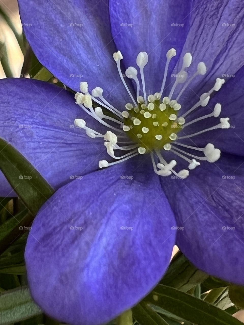 Anemone hepatica