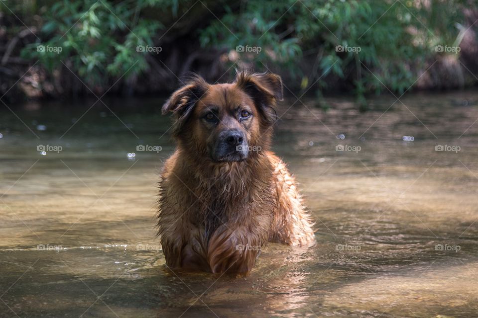 River dog 