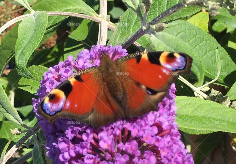 Peacock butterfly 