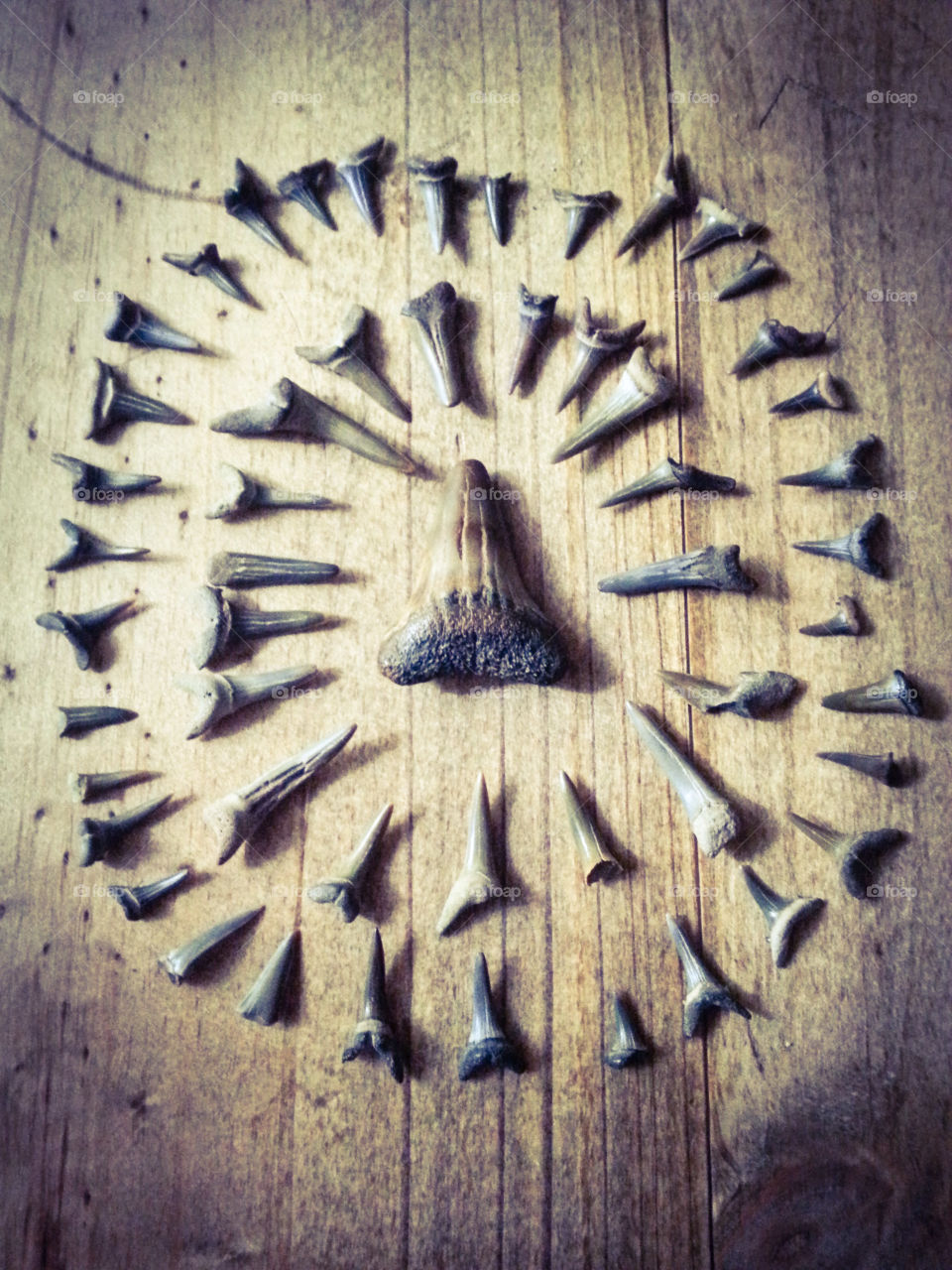 Sharks teeth collection