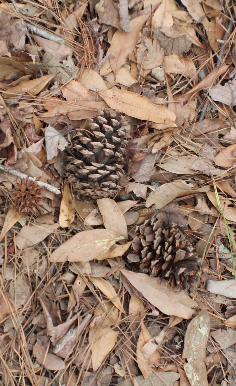 Pine cones in the leaves 