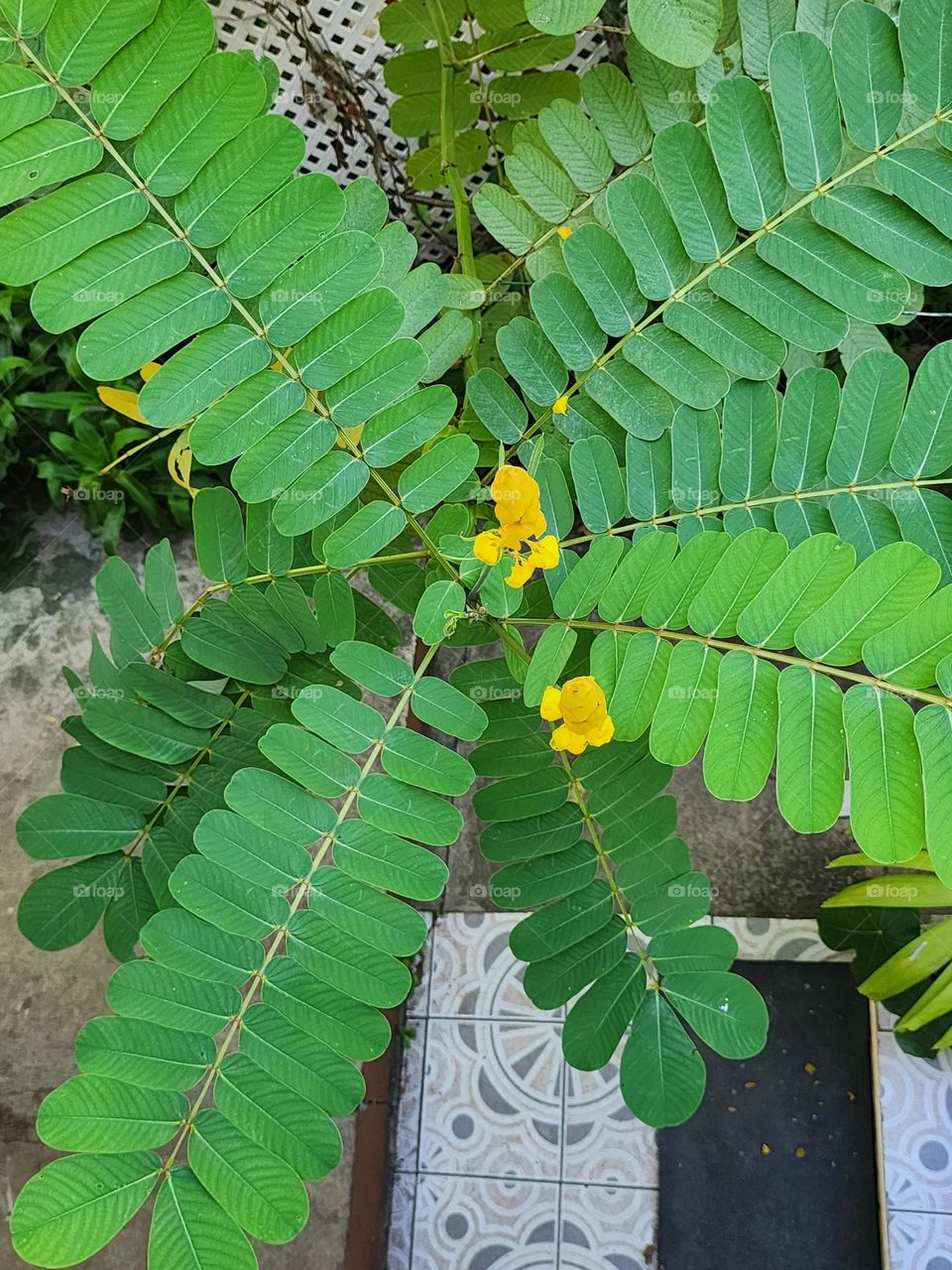 rising spring blooms