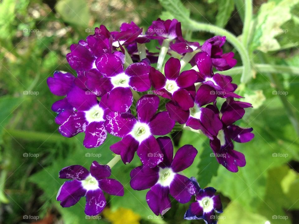 Purple butterfly plant
