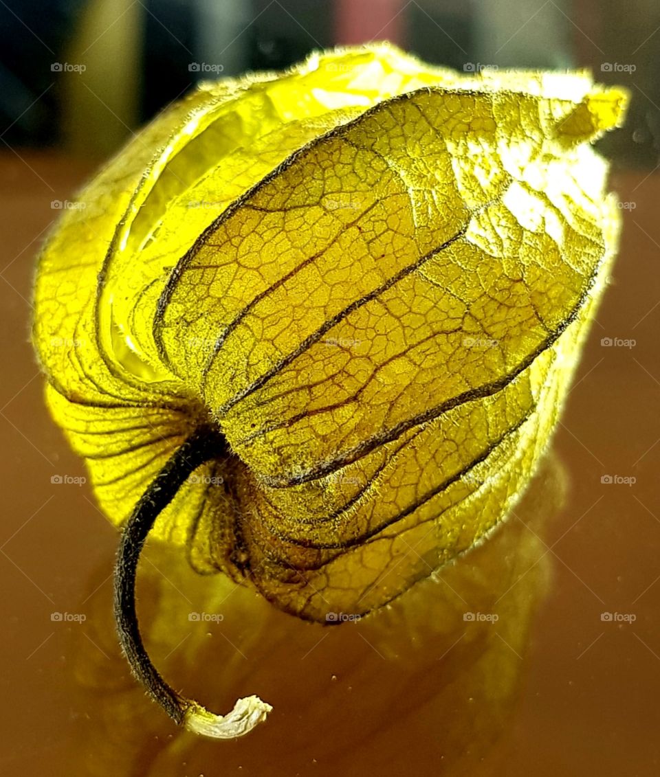 physalis fruit