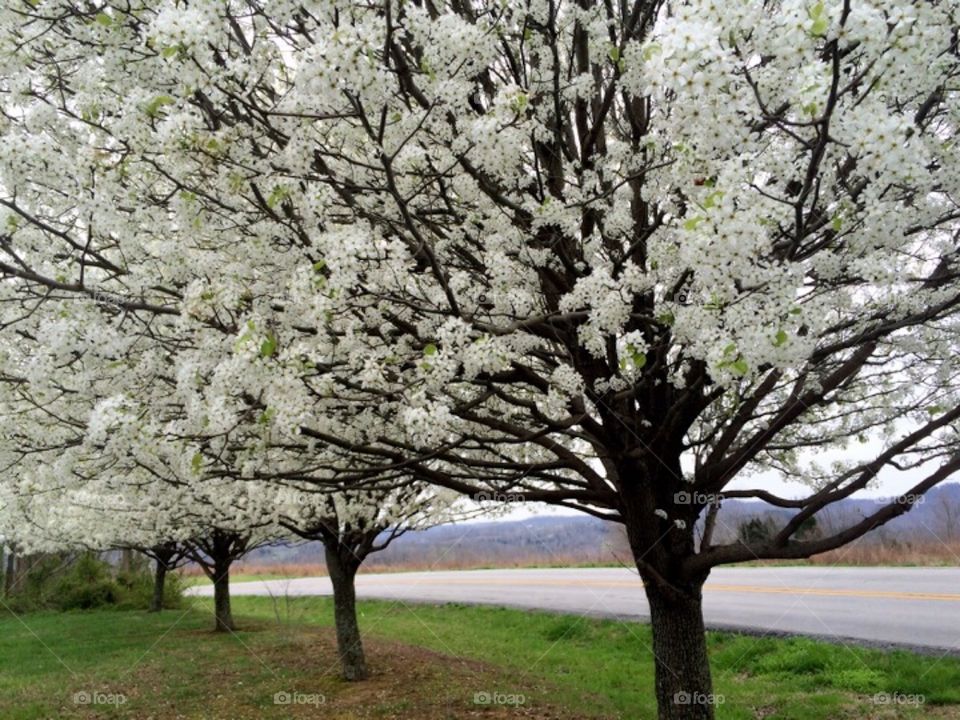 Cleveland Pear Tree 