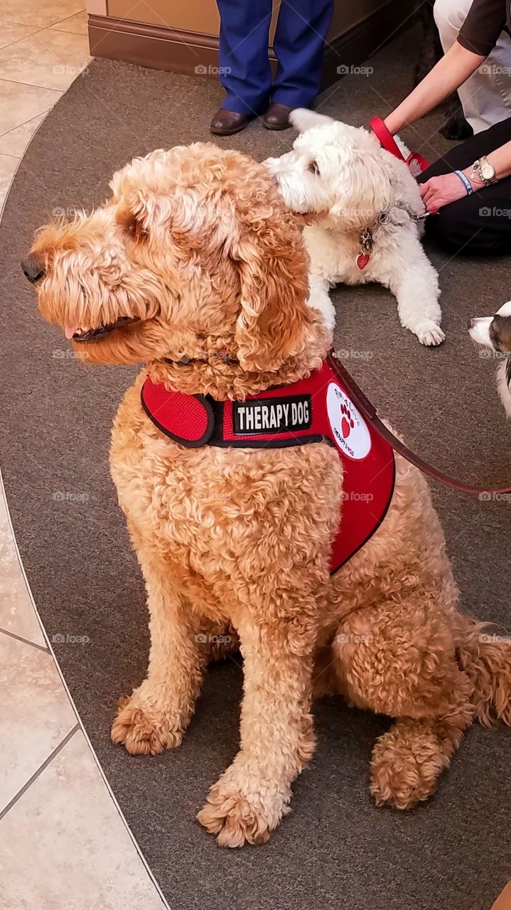 A close up of therapy dogs in a hospital lobby