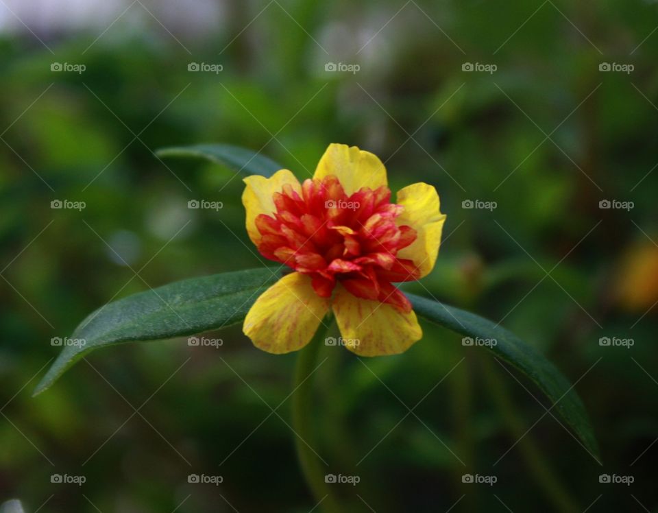 yellow and red flower on deep green background