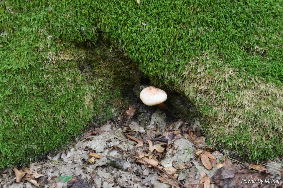 Forest and Mushroom