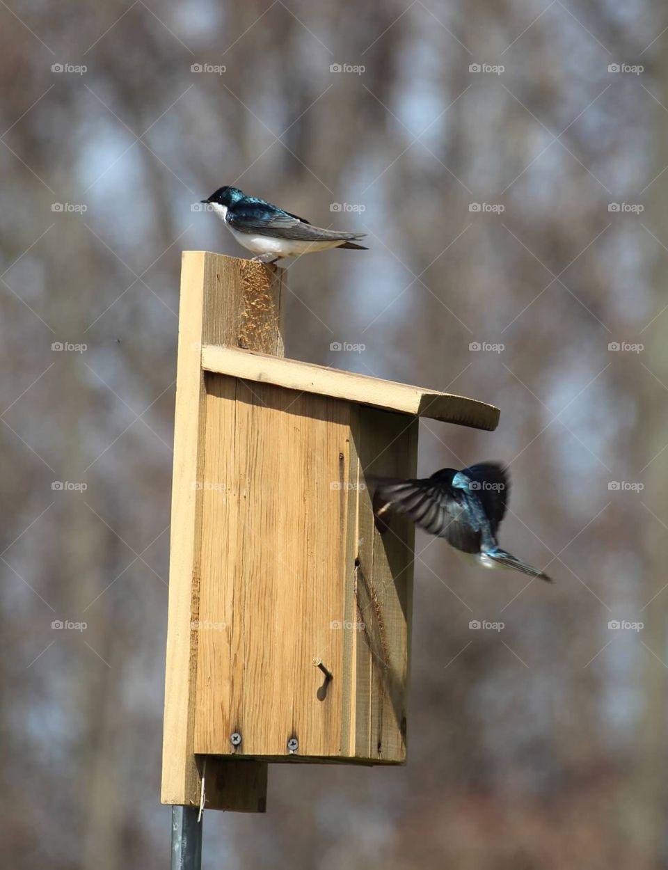 Tree Swallow. Swallow