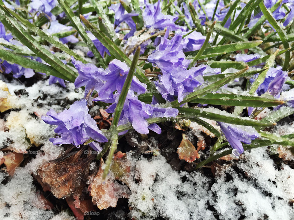 Flowers in snow. Spring, flowers and snow - russian spring