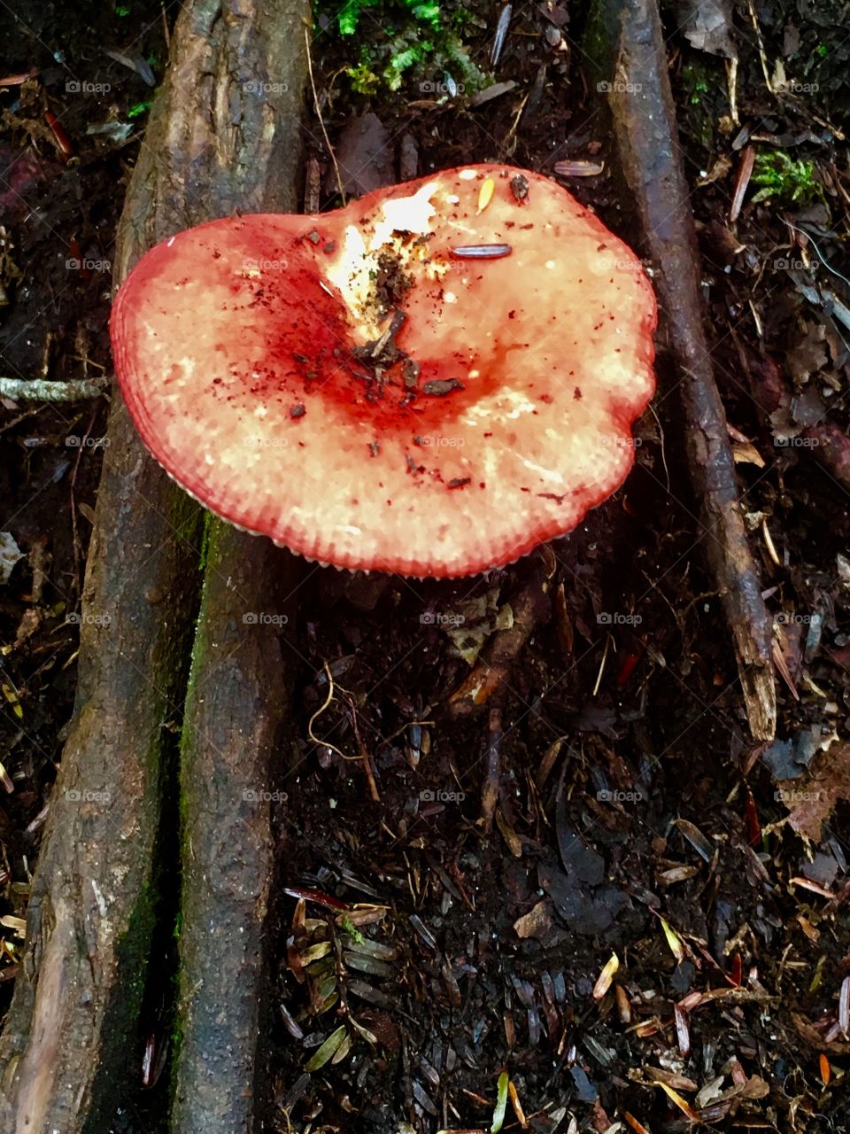 Red mushroom in the woods 