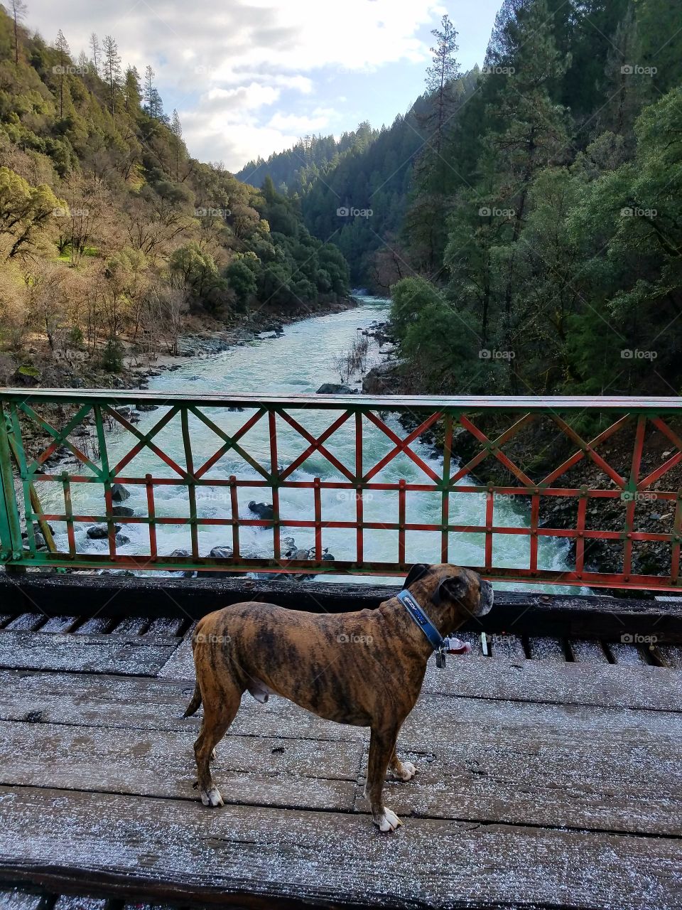 Thor checking out the Yuba River!