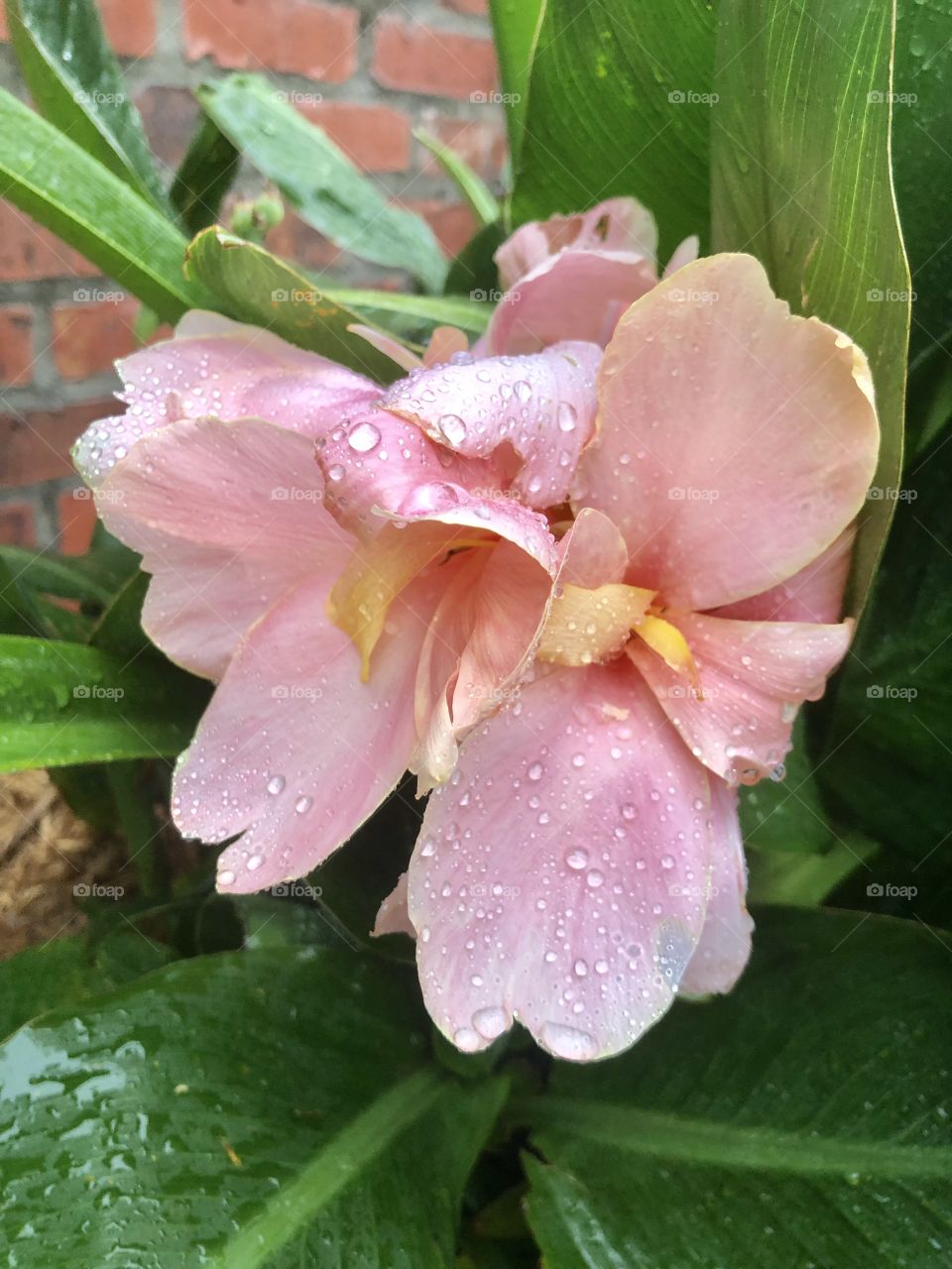 After the rain peach ginger flower,close up