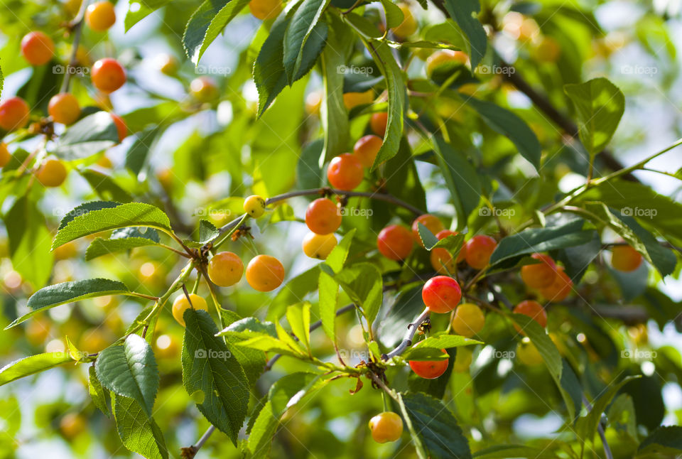 Ripe and unripe cherry on a branch in the garden. Sunlight through the branches