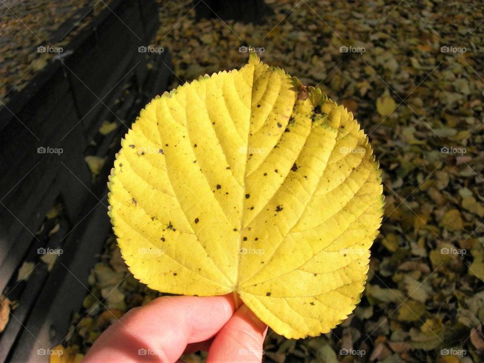 Fall, Leaf, Nature, No Person, Wood