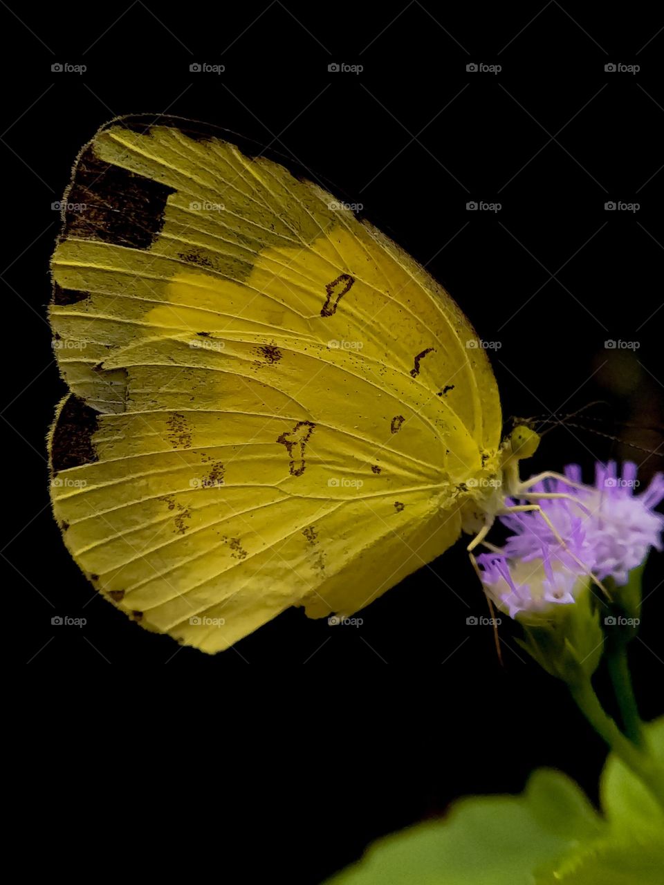 Yellow butterfly on a flower, taken in 2021