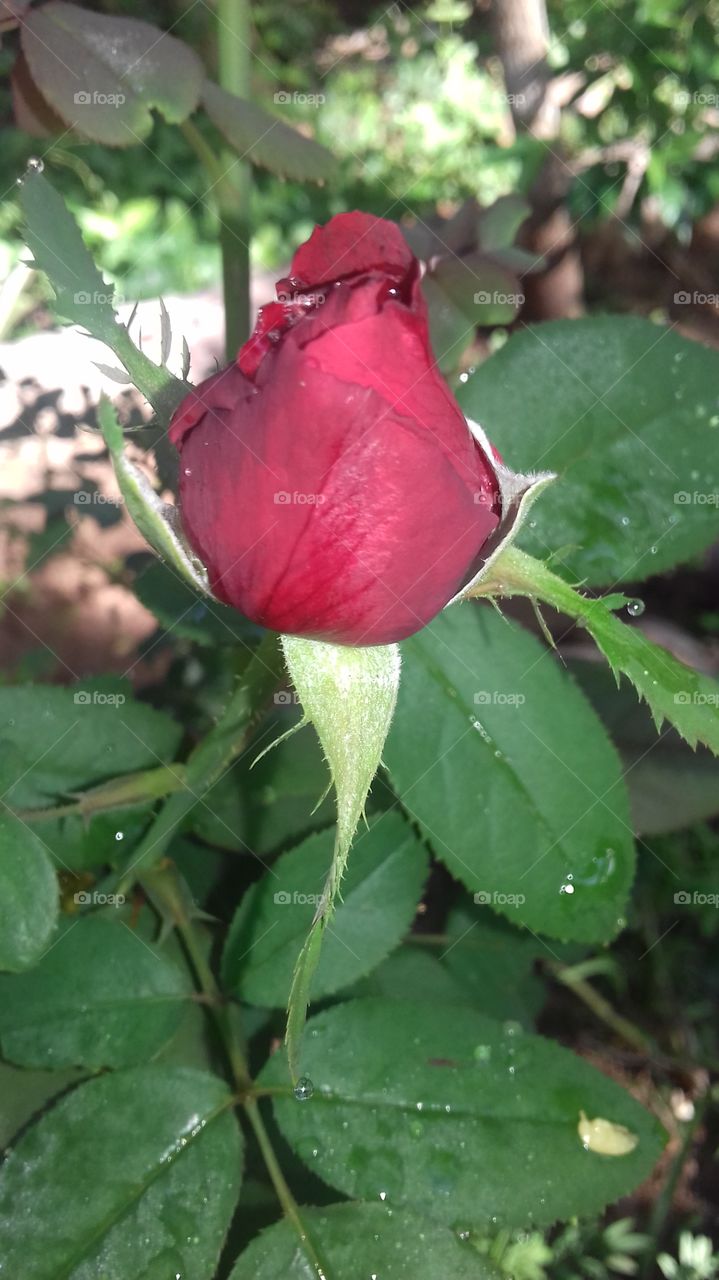 red rose