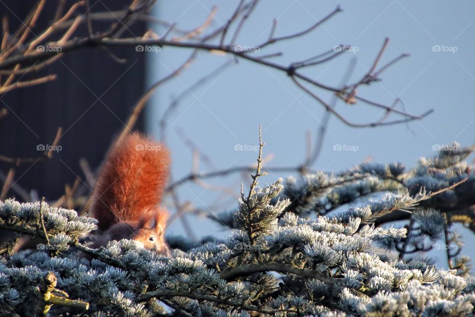 A red squirrel hides behind a frozen green pine branch and and looks at camera 