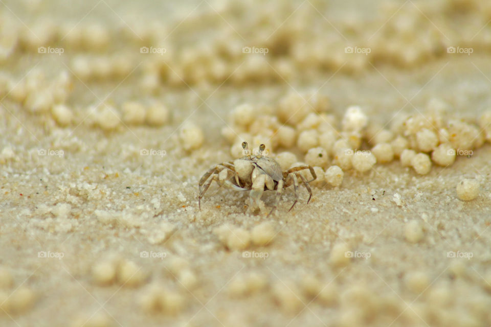 The amazing little sand bubbler crab