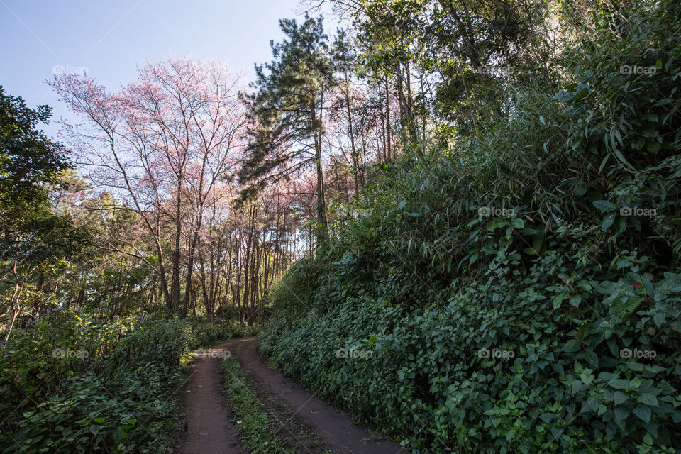 Road I the forest 