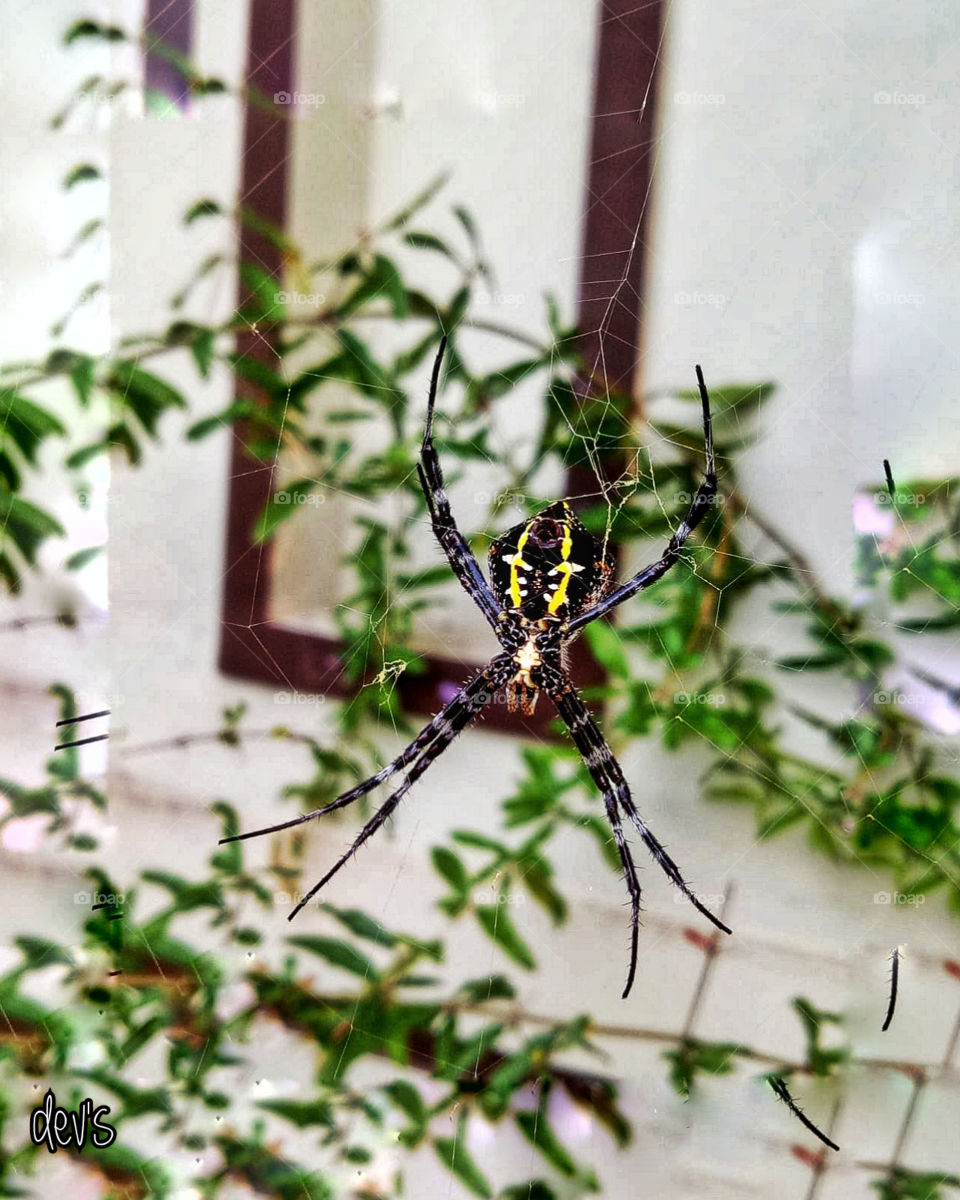 Birds have cages, spiders have webs, humans have friendship

-- William Blake --